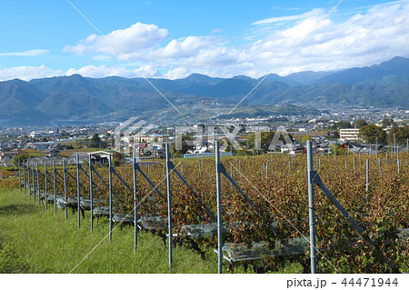 山梨 ワイナリー ぶどう畑 山梨 ワイナリー ぶどう畑 44471944