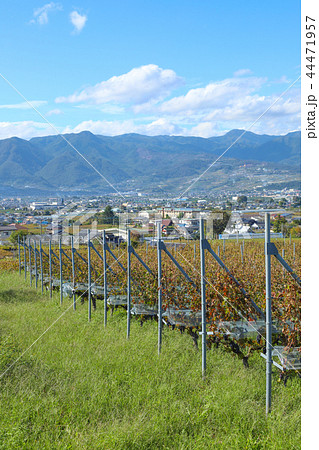 山梨 ワイナリー ぶどう畑 山梨 ワイナリー ぶどう畑 44471957