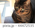 猫 44472535