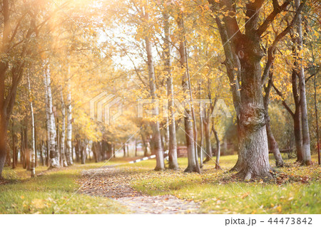 Autumn background in the park Autumn background in the park 44473842