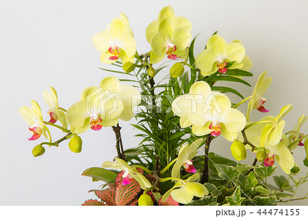 Oriental orchids in a flowerpot on white backgroun Oriental orchids in a flowerpot on white backgroun 44474155