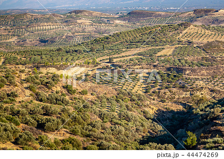 Olive plantations in the mountains, Crete, Greece 44474269