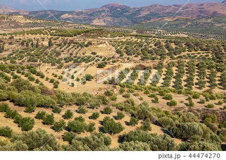 Olive plantations in the mountains, Crete, Greece 44474270
