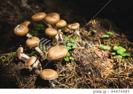 Close-up Edible mushrooms of honey agarics in a coniferous forest. Group of mushrooms in the natural Close-up Edible mushrooms of honey agarics in a coniferous forest. Group of mushrooms in the natural 44474485