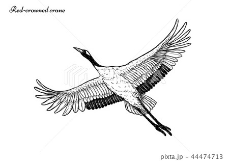 Red-crowned crane vector by hand drawing. 44474713