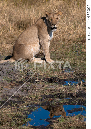 Lioness, Botswana Lioness, Botswana 44475003