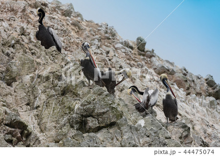 Ballestas Islands, Perù 44475074
