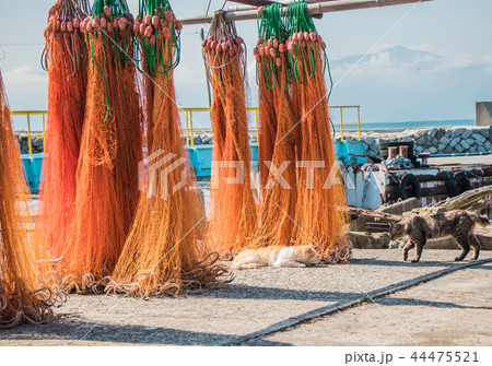 愛媛県, 青島の猫 44475521