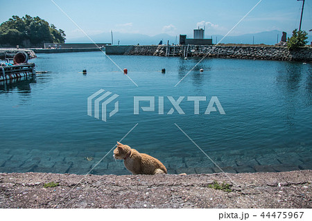 愛媛県, 青島の猫 愛媛県, 青島の猫 44475967