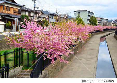 河津桜　京都　淀水路 44476089