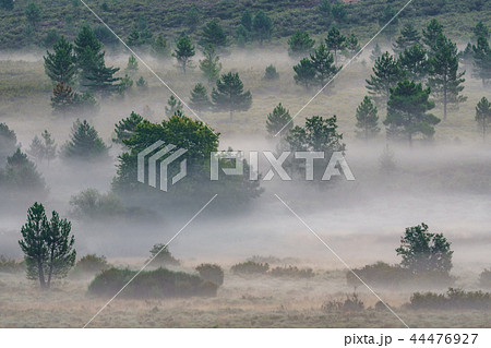Foggy sunrise in the country with random trees Foggy sunrise in the country with random trees 44476927