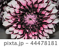 ダリア 44478181