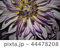 花 44478208