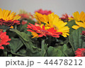 花 44478212