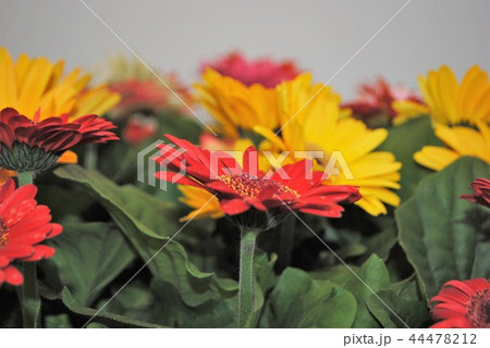 花 44478212