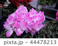 花 44478213