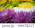 花 44478215
