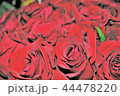 バラ 44478220