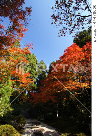 常照寺の紅葉 44478600