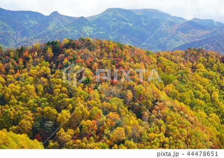 （長野県）志賀高原・笠ヶ岳から望む、万座側の紅葉 44478651