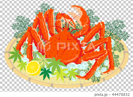 タラバガニ　たらば蟹　鱈場蟹　白背景 44478832