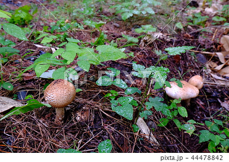 オニタケ 44478842