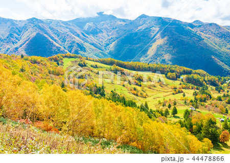 (長野県)山田牧場周辺の紅葉 (長野県)山田牧場周辺の紅葉 44478866