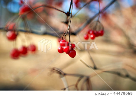 カンボク 植物 木 44479069