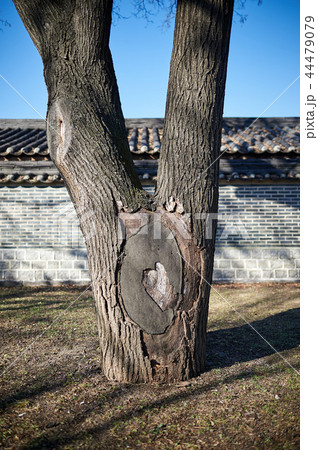 昌慶宮 鍾路区 ソウル 44479079