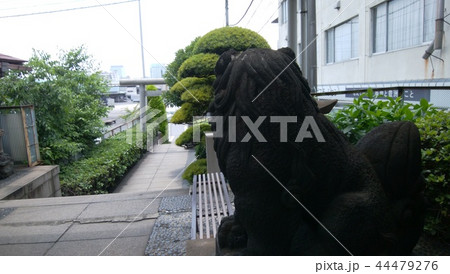 築地市場 44479276