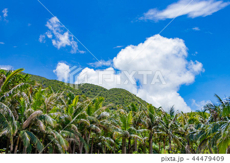 沖縄石垣島　米原のヤシの木群　南国イメージ 44479409