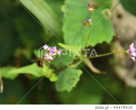 ホソヒラタアブとピンクの花 ホソヒラタアブとピンクの花 44479416