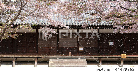 桜ふぶき　さくら　サクラ　桜　花吹雪　桜吹雪　西郷寺　尾道 44479565