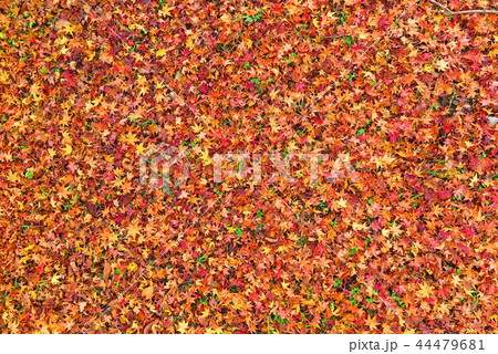 落ち葉の風景10 落ち葉の風景10 44479681