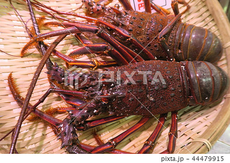 伊勢海老 44479915