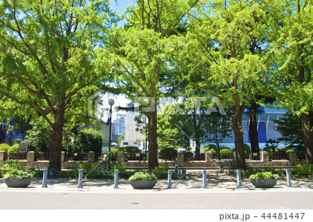 横浜 街路樹 横浜 街路樹 44481447