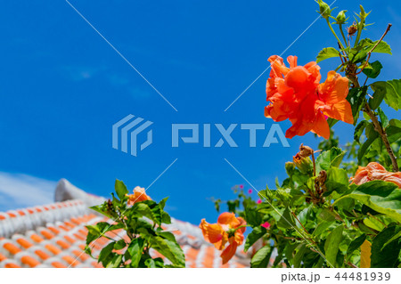 沖縄竹富島 琉球瓦の屋根とハイビスカス 沖縄竹富島 琉球瓦の屋根とハイビスカス 44481939