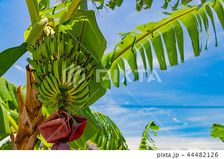 沖縄竹富島 バナナの木 沖縄竹富島 バナナの木 44482126