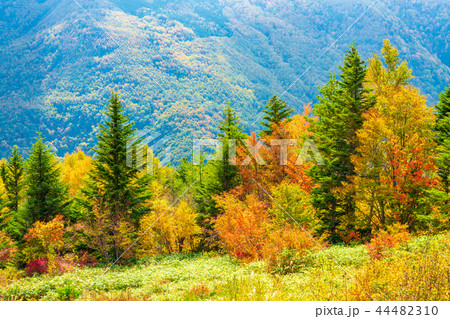 長野県 山田牧場周辺の紅葉の写真素材