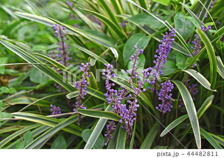 斑入りヤブラン 44482811