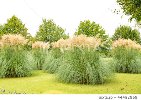 パンパスグラス　イネ科 44482969