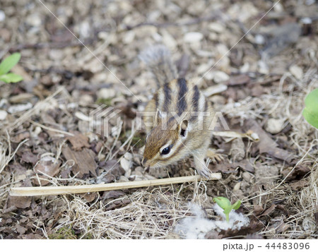 地面をちょろちょろと走り回るエゾシマリス 正面俯瞰 の写真素材 地面をちょろちょろと走り回るエゾシマリス 正面俯瞰 の写真素材