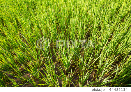 rice field 44483134