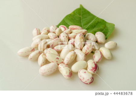 インゲン 多数 実 44483678