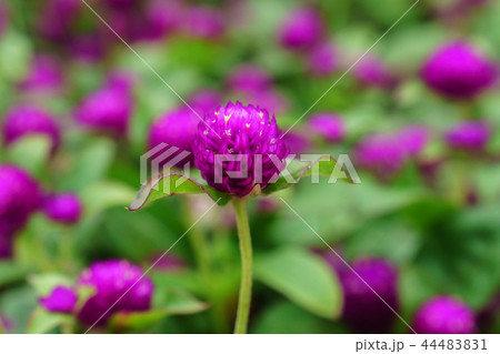 センニチコウ 多数 ピンク 44483831