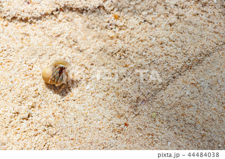 沖縄竹富島　サンゴ砂とヤドカリ　南国イメージ 44484038