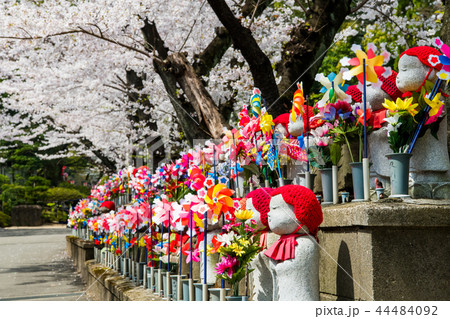 東京 増上寺 千躰地蔵と桜 44484092
