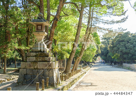 春日大社の参道 44484347