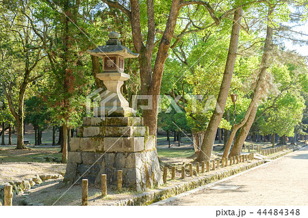 春日大社の灯篭 44484348