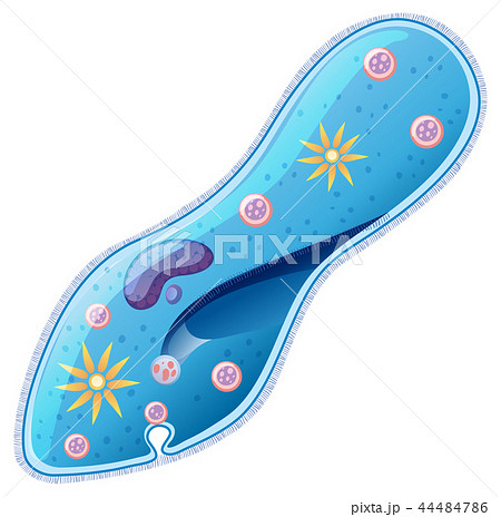 A close up design of paramecium A close up design of paramecium 44484786